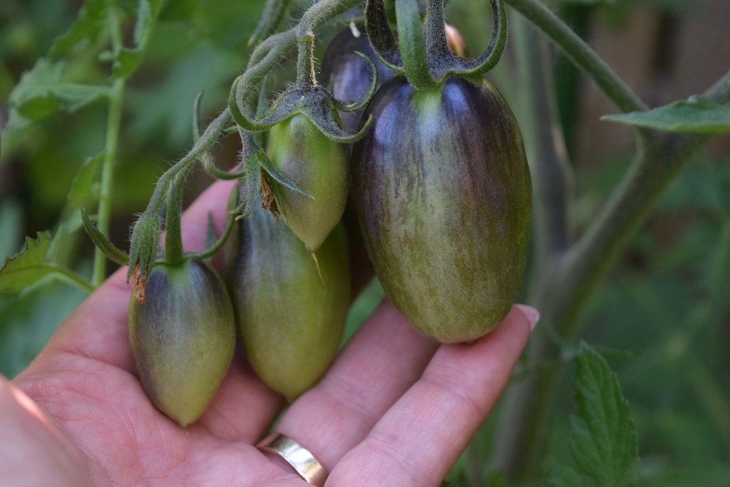 Atomic Grape tomato plant, photo 2